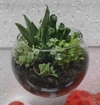 Misto de plantinhas no potinho