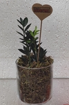 Planta Zamioculca vaso de vidro