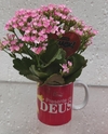 Flor da fortuna rosa na caneca