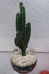Mini cacto no potinho
