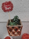 Plantinha Suculenta