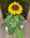 Girassol Plantado