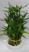 Bambu Japonês