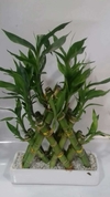 Bambu Japonês Cruzado