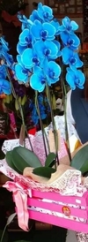 Orquídea Azullo