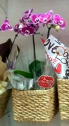 Orquídea rosa no cesto