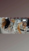 Pelúcia de felinos