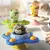 Fidget Spinner Urso Colorido na internet