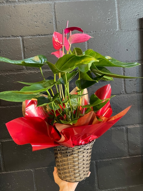 Anturio na peça Embalado