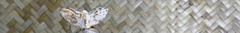 Banner da categoria Oxalá