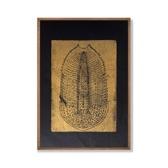 “Trilobita”