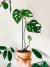 Philodendron