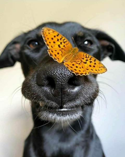 Carrusel muy woof