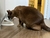 Tigela De Gato Dupla Antiderrapante Para Cães Com Suporte - comprar online