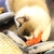 Peixe 3D Brinquedo Para Gato Interativo na internet