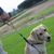 Coleira Para Cachorro Nylon Tática - loja online