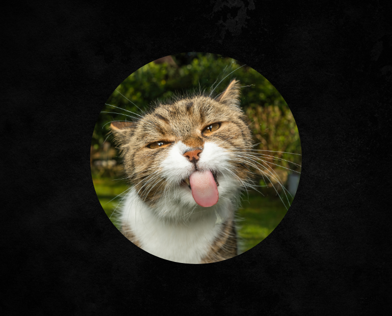 Gatos