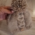 Gorrito 3/6 meses - comprar online