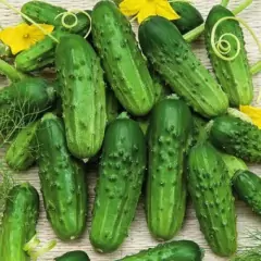 Pepino em conserva - comprar online