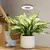 Ambiente Vivo – Luz Decorativa e que Simula a Luz do Sol - loja online