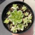 Orostachys Malacophylla Variegata