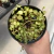 Colar de Tartaruga Peperomia Prostata
