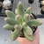 Pachyphytum Fittkaui - comprar online