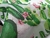 TNT Estampado Mewi Cacto Metro - Presente com Carinho