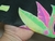 TNT Estampado Mewi Folia Neon Carnaval Máscaras Metro - comprar online