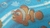 TNT Estampado Supper - Fundo do Mar Polvo Cute Golfinho Peixe Metro na internet