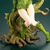 Hera Venenosa (Poison Ivy) 20cm DC Comics - KOTOBUKIYA - Action Figure - loja online