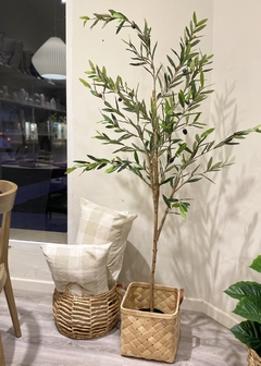 Planta Olivo XL - comprar online