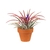 Tillandsia ionantha