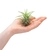 Tillandsia ionantha na internet