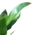 Philodendron martianum (Pacová) - comprar online