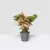 Syngonium 'Neon Robusta' (Singônio Rosa) na internet