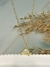 Collar Turttle en internet