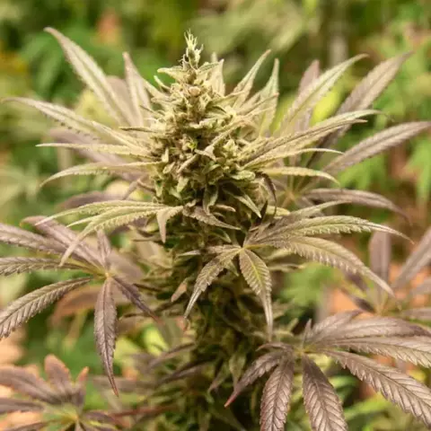 SEMAS ANANDA001 x3 - ANANDAMIA