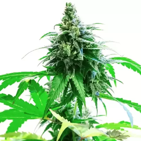 SEMAS MALVINA x4 - CONICET