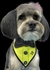 BANDANA PREMIUM ROMERO BRITO C/20 - loja online
