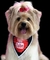 BANDANA PREMIUM ROMERO BRITO C/20 - comprar online