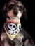 BANDANA PREMIUM LOL C/20 - Fashion Dog Revenda