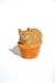 Gato en maceta
