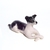 Perro patitas cruzadas - comprar online