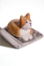 Gato sobre Notebook en internet