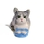 Gato con ojota