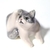 Gato se rasca - tienda online