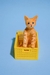 Adoptá un gato naranjoso