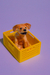 Adoptá un perrito rubio en internet