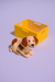 Adoptá un perrito manchitas en internet